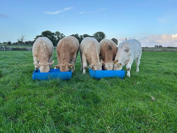 5 Bull Weanlings - Balla Mart - 6th Oct - Main image