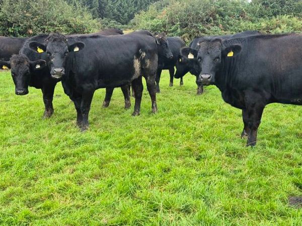 Aubrac heifers - Main image