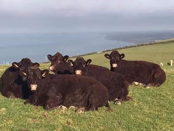 Irish Salers Cattle Society Autumn Heifer Sale - Main image