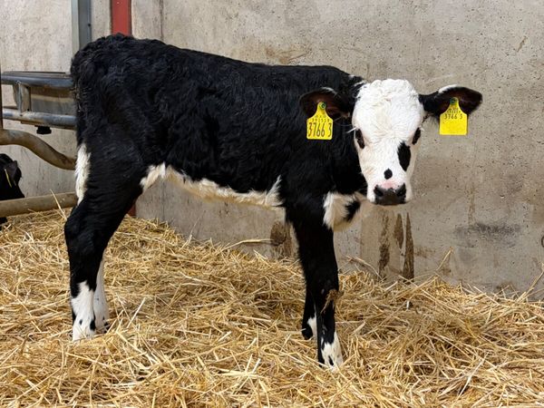 2 Hereford Heifer Calves - Main image