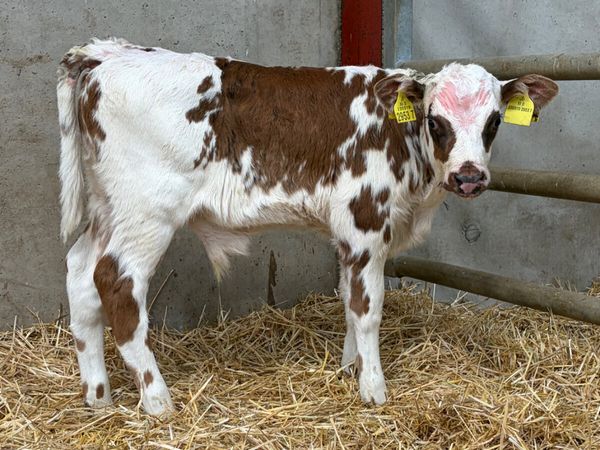 2 Hereford & Flekveigh Bull Calves - Main image