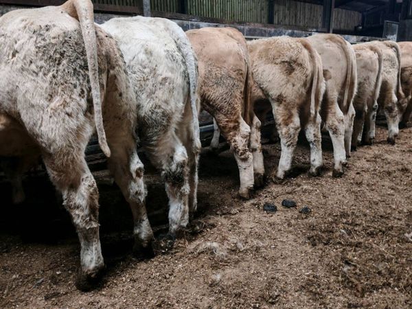 12 Golden Chx Bullocks. - Main image