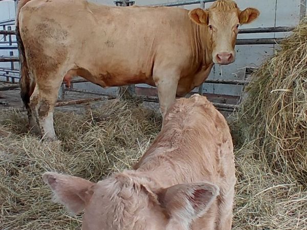 4 star heifer with calf - Main image