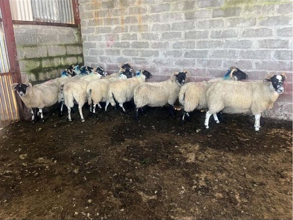 Lanark Hoggets - Main image