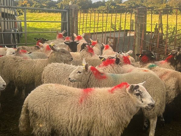 Store lambs - Main image