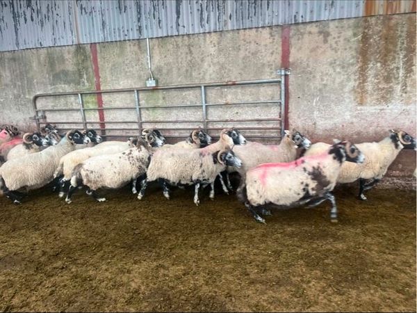 Lanark ewes - Main image