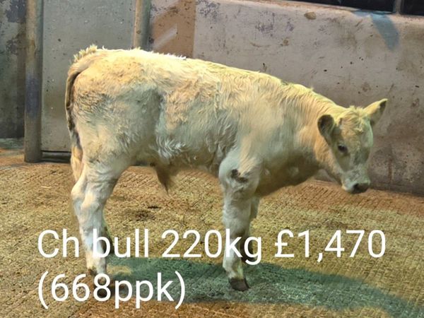 Autumn Suckled Calf Sales Report (B2) - Main image