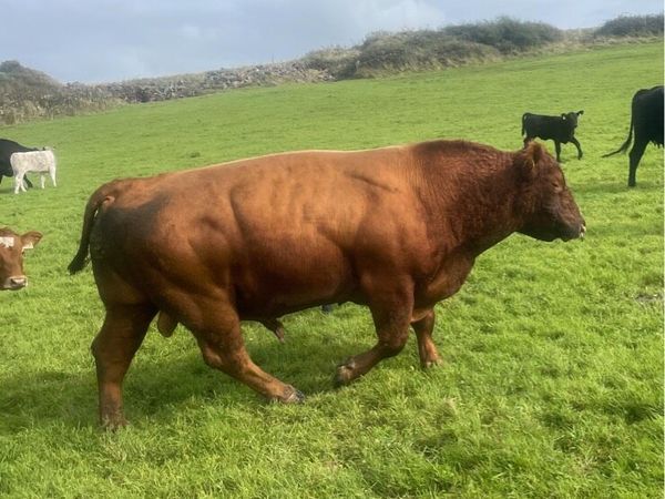 Angus Bull - Main image