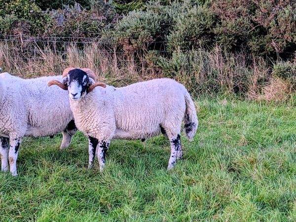 Swaledale shearling rams - Main image