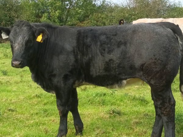 Limousine Cross Weanling Heifers - Main image