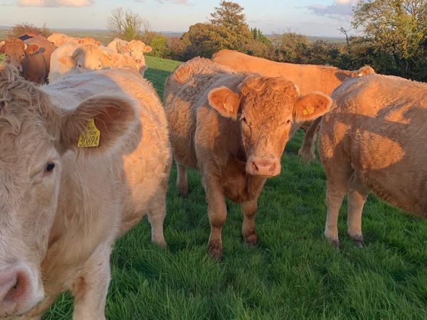 Charolais Heifers - Main image