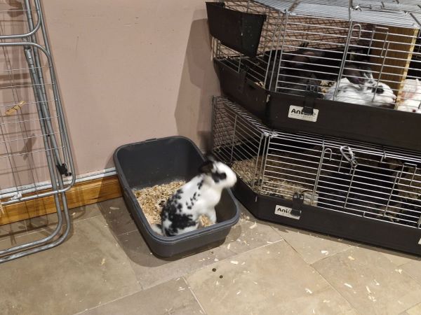 Flemish Giant Rabbit - Main image
