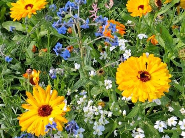 Wildflower Seed - Main image