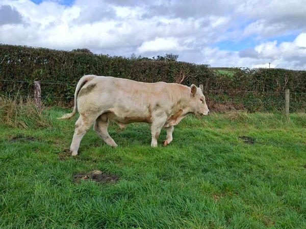 Bull - Main image