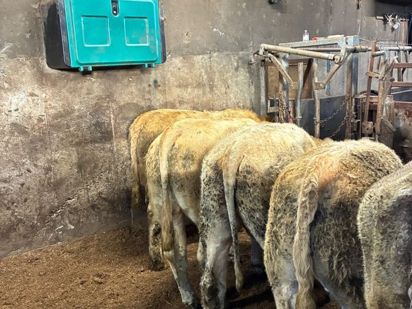 Charolais bullocks - Main image