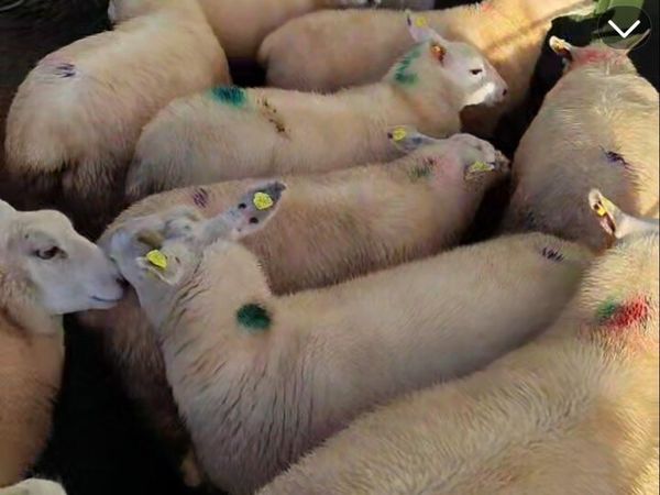 10 organic texel x ewe lambs - Main image