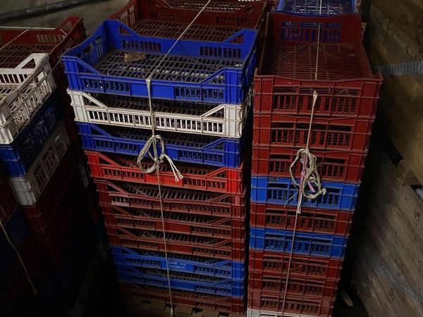 Seed Potato Chitting Trays (Plastic) - Main image
