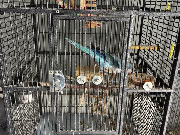 Indian ring neck and a parakeet with cages. - Main image