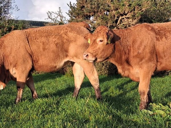 PEDIGREE REGISTERED LIMOUSIN HEIFERS - Main image