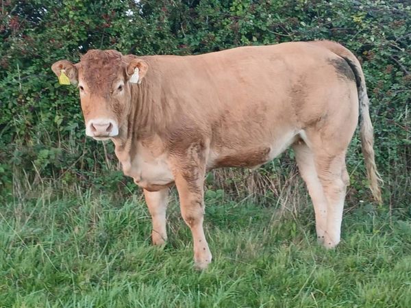4 star pbr limousin maiden heifer - Main image