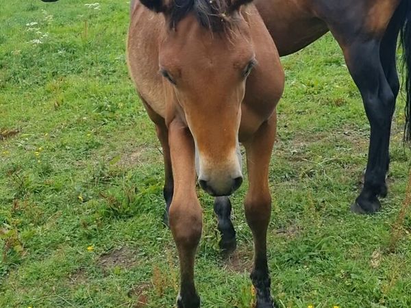 Bay colt foal - Main image