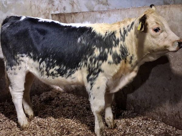 Blue Whitehead Weanling Heifer - Main image