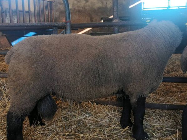 PB Suffolk Hogget Rams - Main image