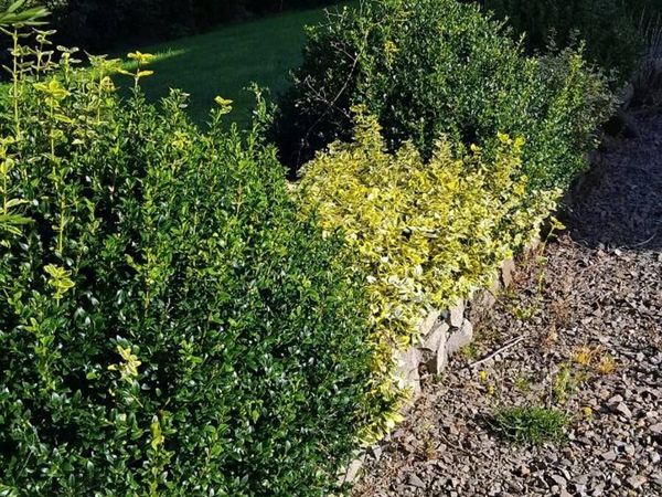 Box hedging - Main image