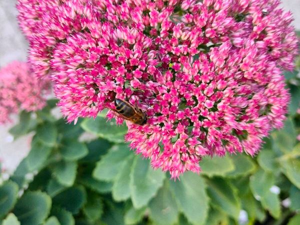 Perennial plants don’t get much easier than sedum, - Main image