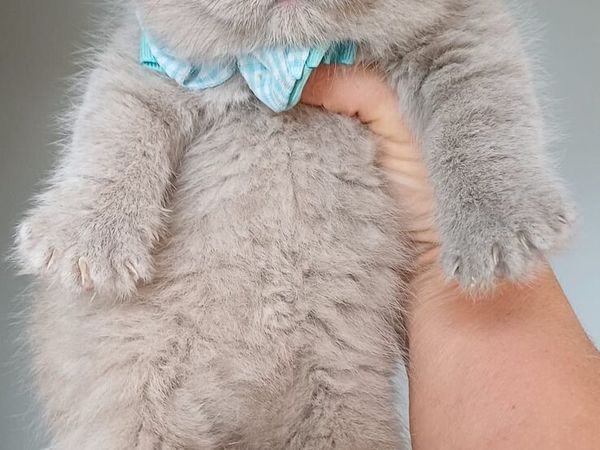 Amazing Purebred British Shorthair kittens - Main image