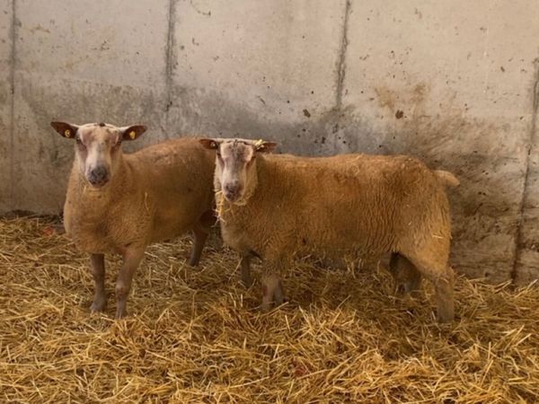 🔥 charlaois hogget rams 🔥 - Main image
