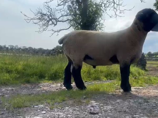 PBR Suffolk Stock Ram - Main image