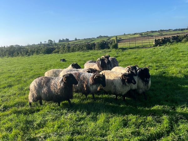 Ewe hoggets - Main image