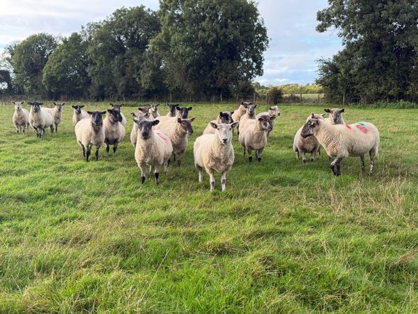 Third crop ewes - Main image