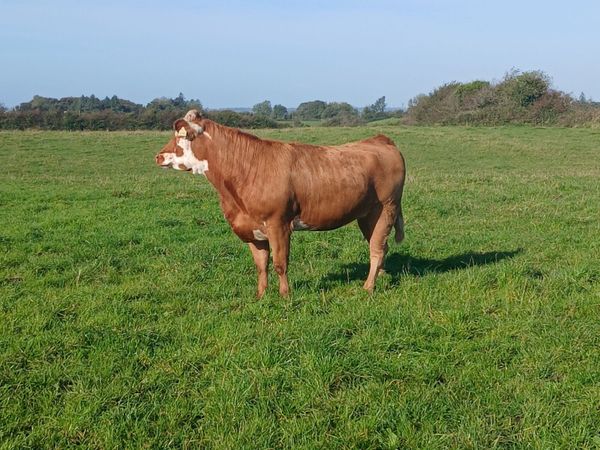 2  Serious Maiden Heifers - Main image