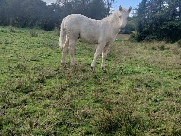 Two Connemara pony colt foals - Main image