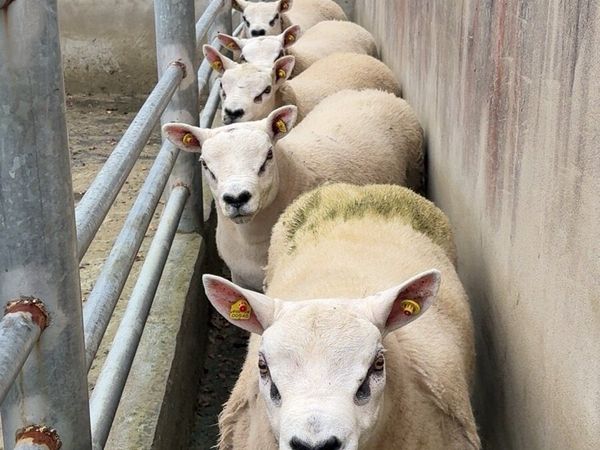 Pedigree ram lamb - Main image