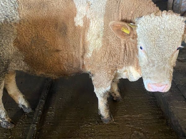 Pedigree Angus and Simmental bulls - Main image