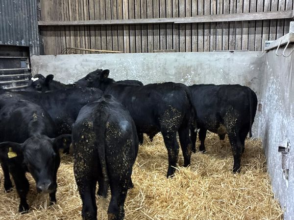 Angus bullocks - Main image