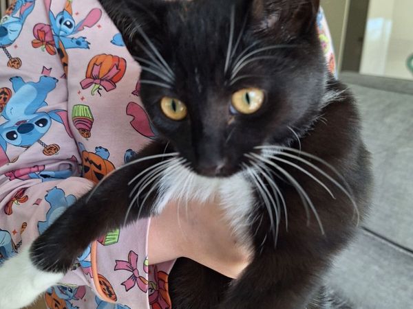 Kitten 5 months old free to right home - Main image