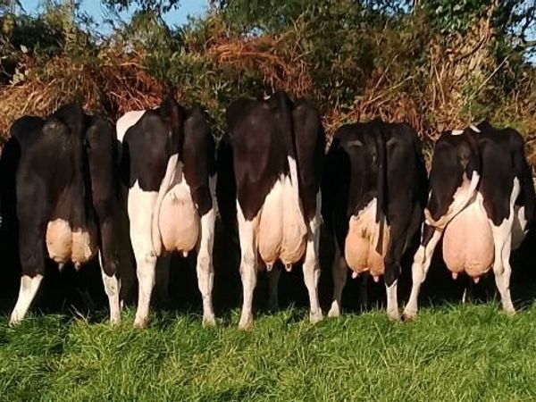Empty cows - Main image
