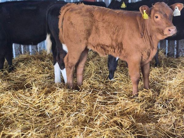 Heifers - Main image