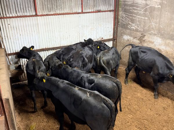 Angus  bullocks - Main image