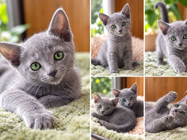Russian Blue kittens 😸 pedigree - Main image