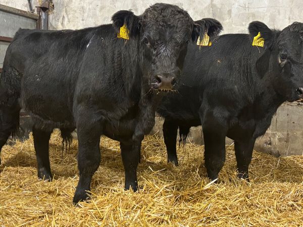 2 Suckler Bred Angus Bull Wealings - Main image