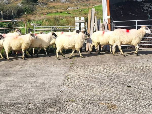 Cheviot cross hoggets - Main image