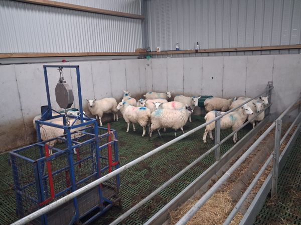 Cheviot  Cross ewe lambs - Main image