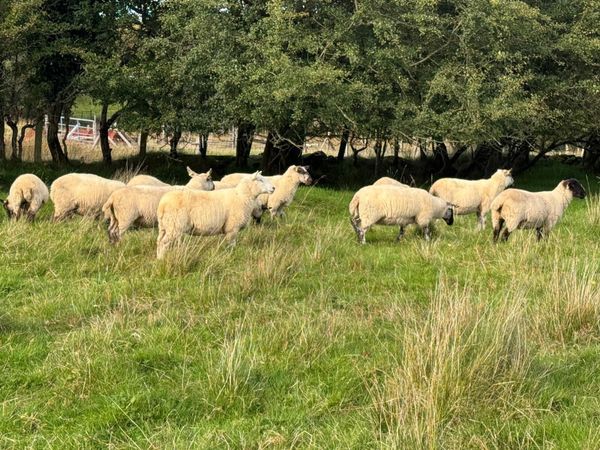 Sheep for sale - Main image