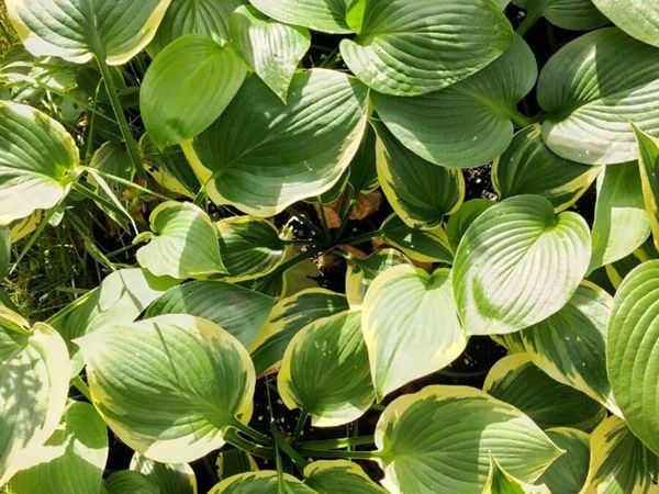 Hostas - Main image