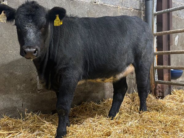 Blue Grey Angus Heifer Wealing - Main image